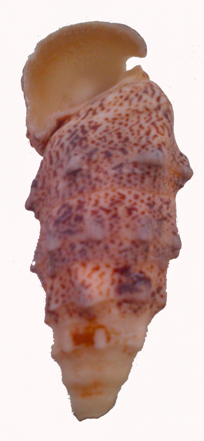 Morsk mua