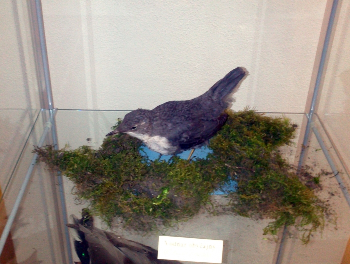  Vodnr obyajn