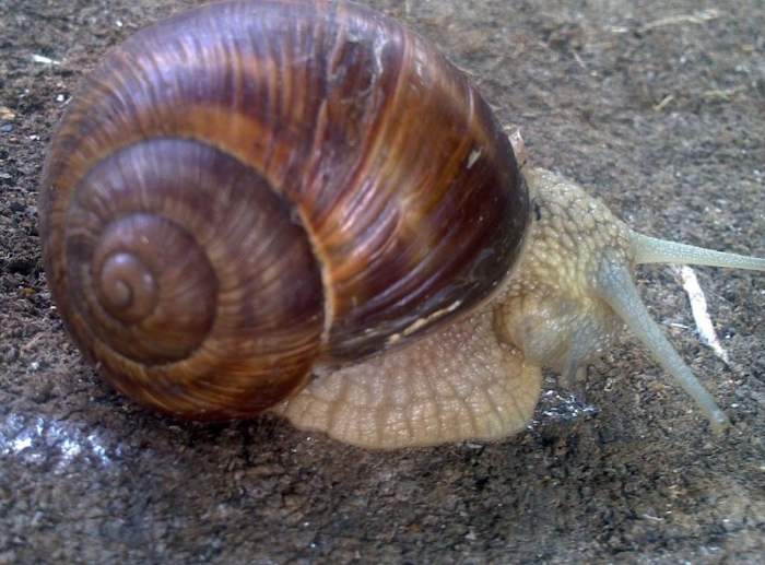 Sklaman slimk