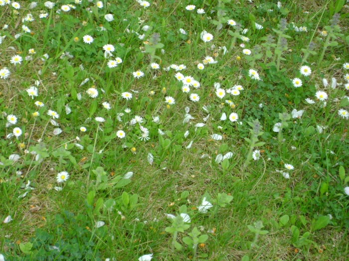 Margartky