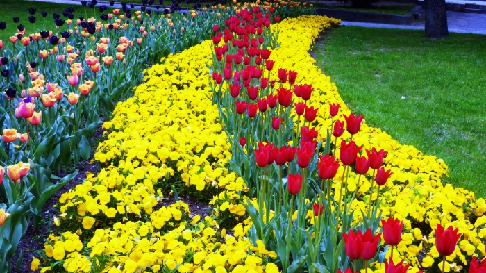 Tulipny