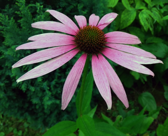 Echinacea