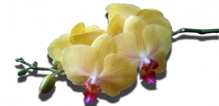   Orchidea
