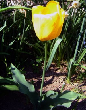 Žltý tulipán