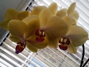 Žltá orchidea