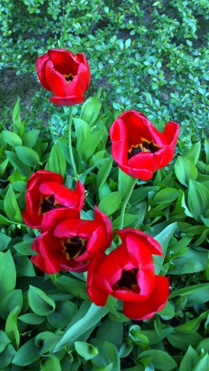 Tulipány