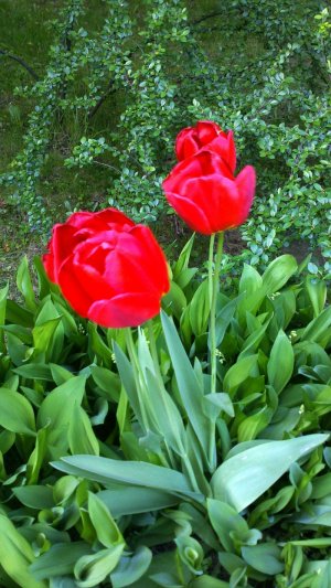 Tulipány