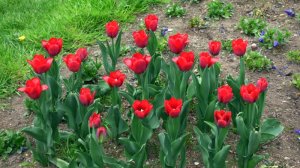 Tulipány
