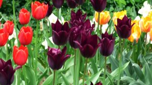 Tulipány