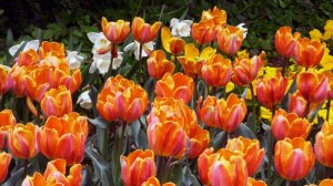 Tulipány