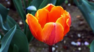 Tulipán