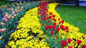 Tulipány