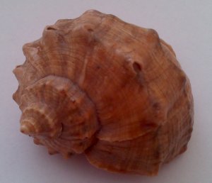 Morská mušľa