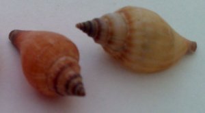 Morská mušľa