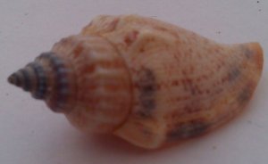 Morská mušľa