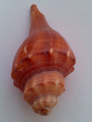 Morská mušľa