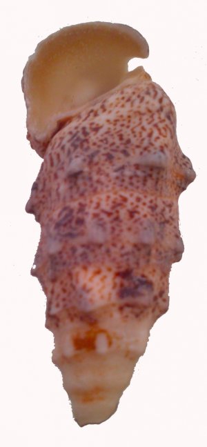 Morská mušľa