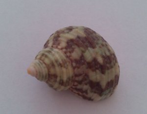 Morská mušľa