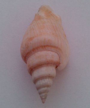 Morská mušľa