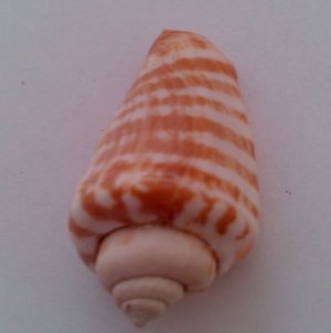 Morská mušľa