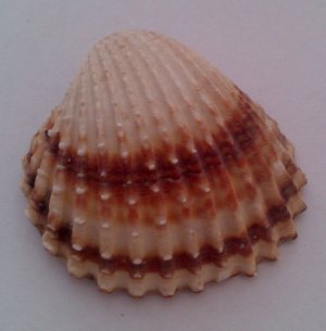 Morská mušľa