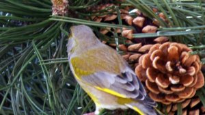  Stehlík zelený 