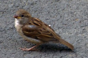 Vrabec domový