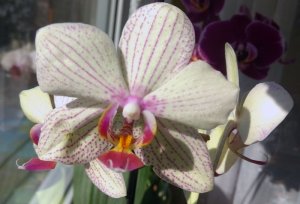 Orchidea na okne