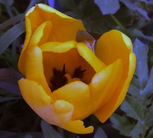Tulipán